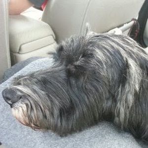 Meet your Posher, Laurie